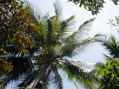 椰子の木漏れ日